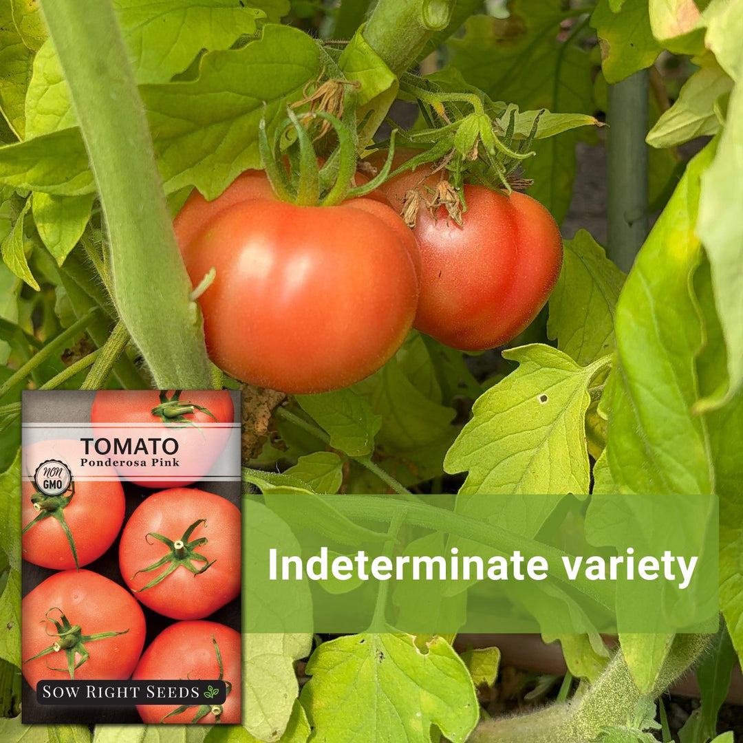 Ponderosa Pink Tomato Seeds for Planting | Rosy Slicer Variety