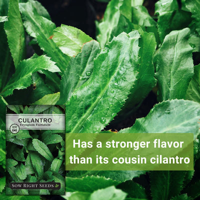 culantro seeds has a stronger flavor than its cousin cilantro