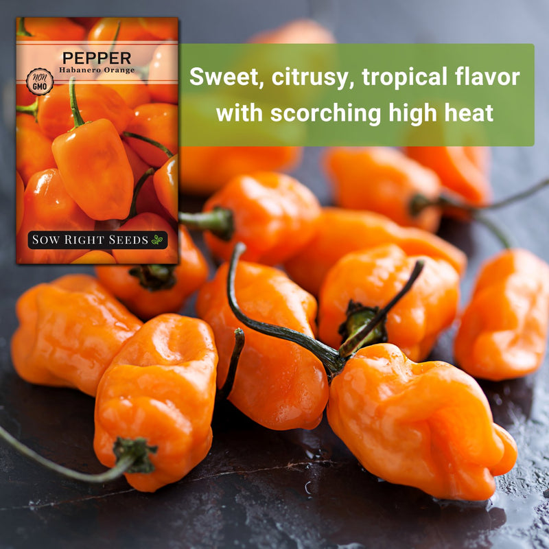 habanero orange pepper seeds sweet citrusy tropical flavor with scorching high heat