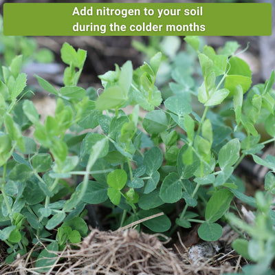 Nitrogen Fixing Cover Crop Seed Mix