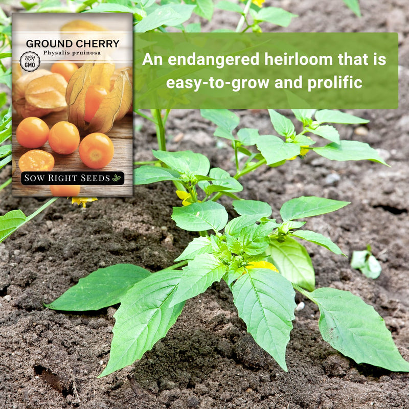 ground cherries seeds an endangered heirloom that is easy to grow and prolific