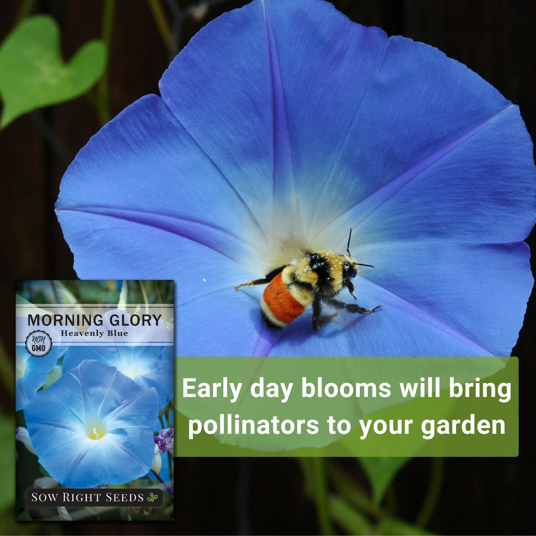 morning glory heavenly blue seeds Heavenly Blue Morning Glory