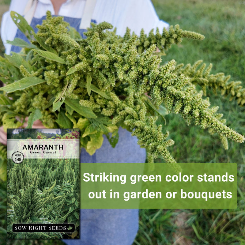 green garnet amaranth seeds striking green color stands out in garden or bouquets