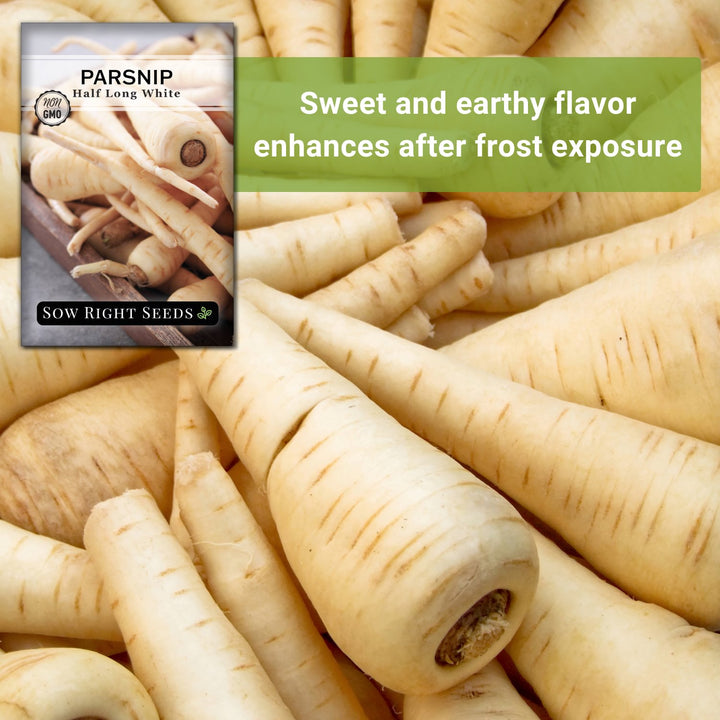 Harris Model Parsnips Heirloom Seeds - Plant and Heal Harris Model Parsnips Heirloom Seeds - Plant and Heal
