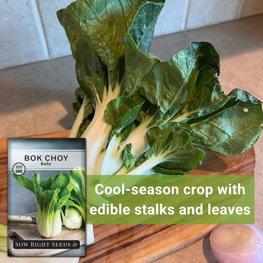 Baby Bok Choy Seeds | Chinese Cabbage for Container Gardening