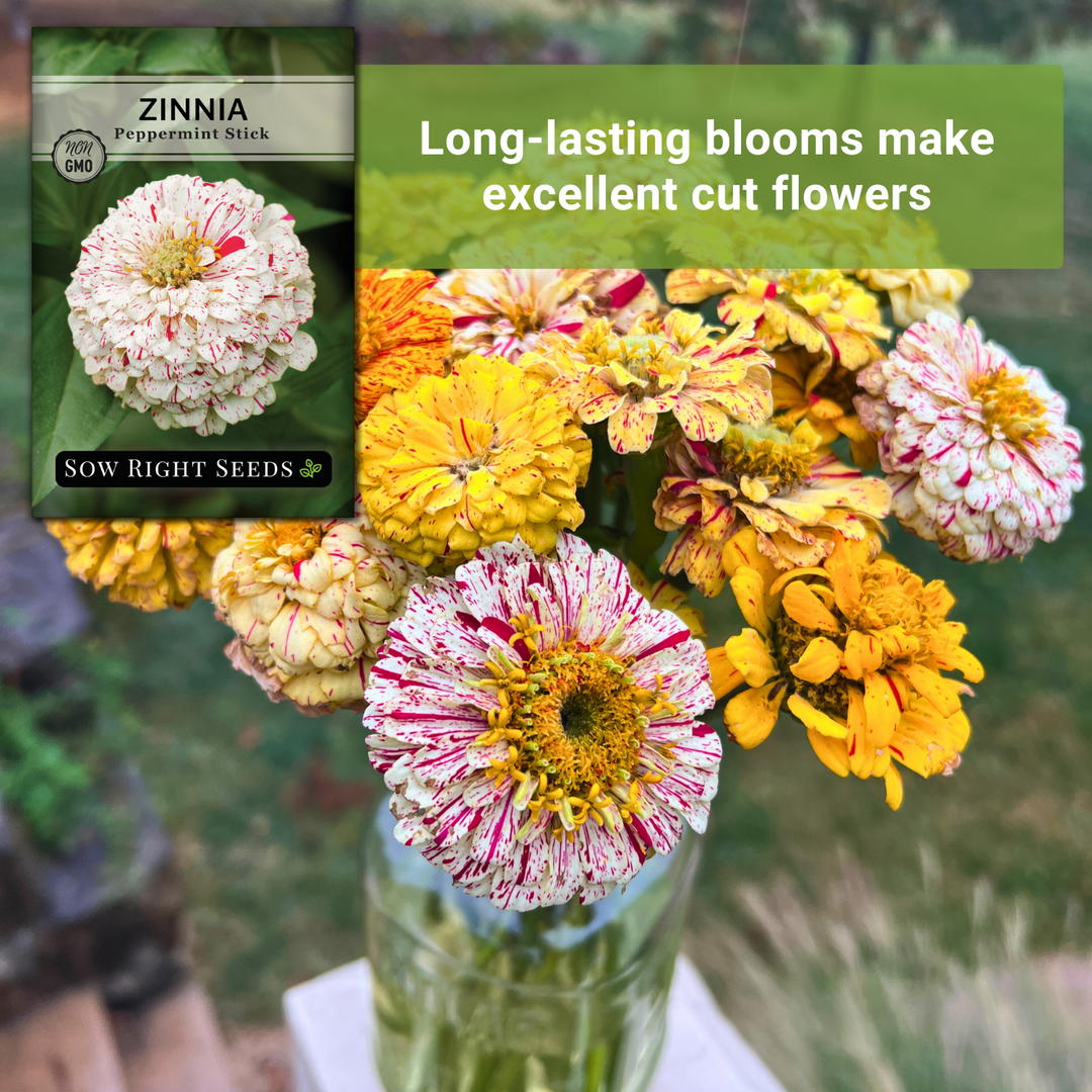 Peppermint Stick Zinnia – Sow Right Seeds