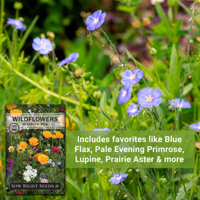 western mix wildflowers seeds includes favorites like blue flax pale evening primrose lupine prairie aster and more