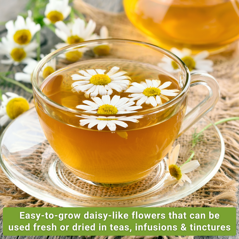 chamomile seed collection easy to grow daisy-like flowers that can be used fresh or dried in teas infusions and tinctures