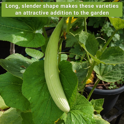 armenian cucumber seed collection long slender shape makes these varieties an attractive addition to the garden