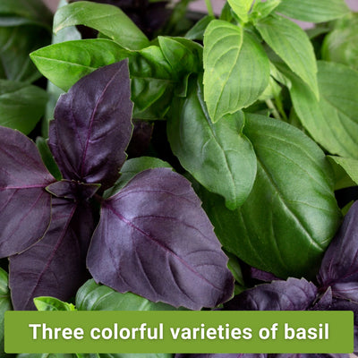 three basil seed collection three colorful varieties of basil