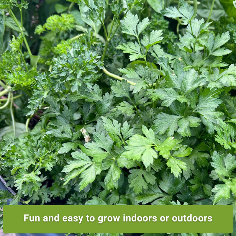 parsley seed collection fun and easy to grow indoors or outdoors