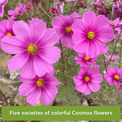 cosmos flower seed collection five varieties of colorful cosmos flowers