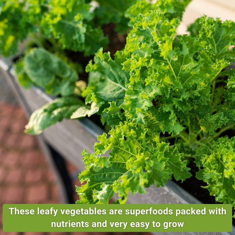 small greens collection these leafy vegetables are superfoods packed with nutrients and very easy to grow