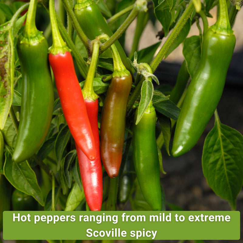 hot pepper seed collection hot peppers ranging from mild to extreme scoville spicy