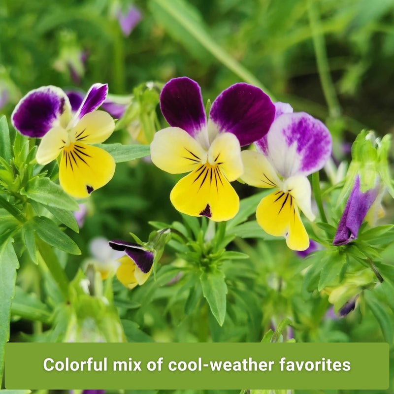 frost hardy flower seed collection colorful mix of cool-weather favorites