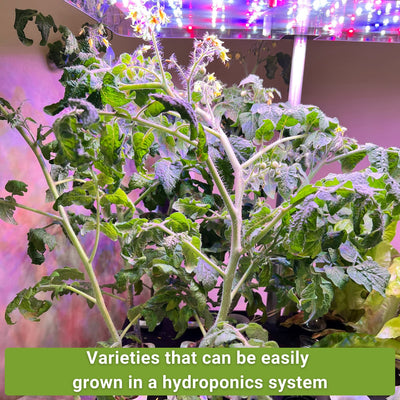 hydroponic vegetable seed collection varieties that can be easily grown in a hydroponics system