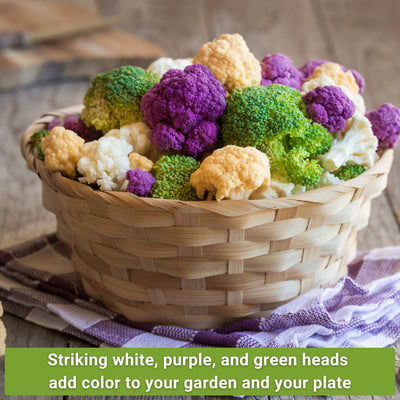 cauliflower seed collection striking white purple and green heads add color to your garden and your plate