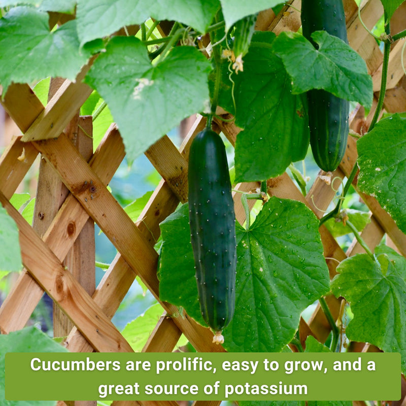 cucumber collection cucumbers are prolific, easy to grow, and a great source of potassium