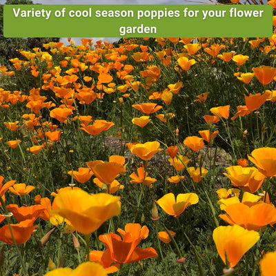 poppy collection variety of cool season poppies for your flower garden