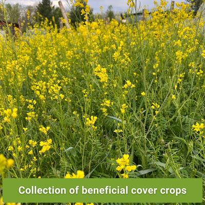 Nitrogen Fixing Cover Crop Seed Mix