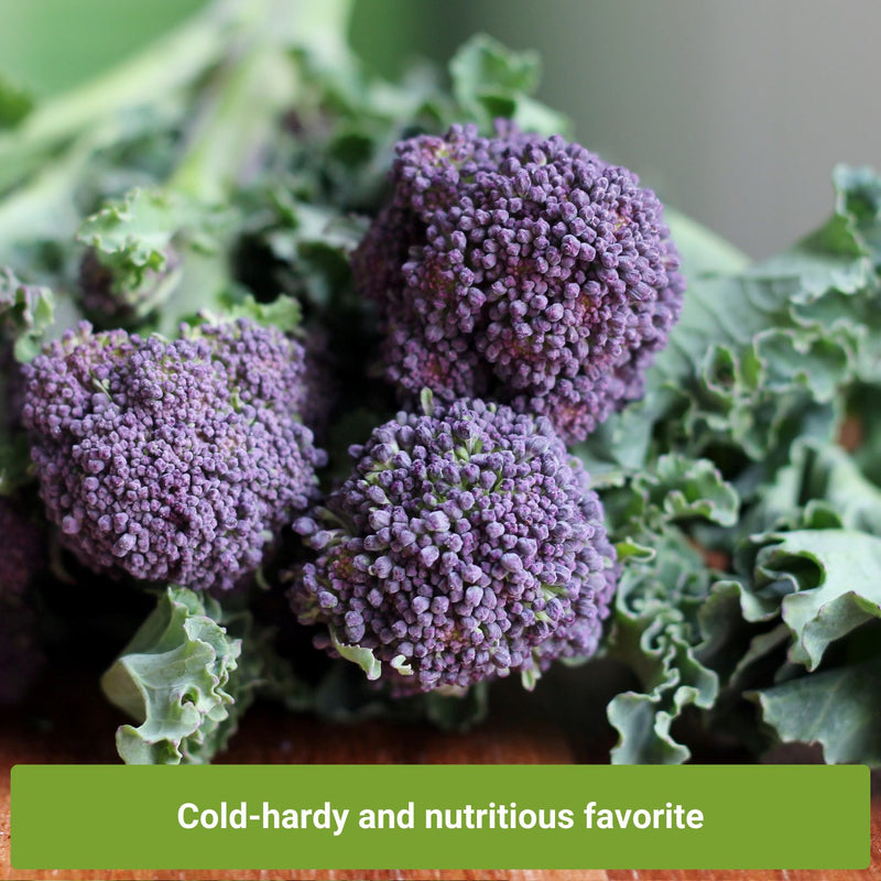 broccoli seed collection cold-hardy and nutritious favorite