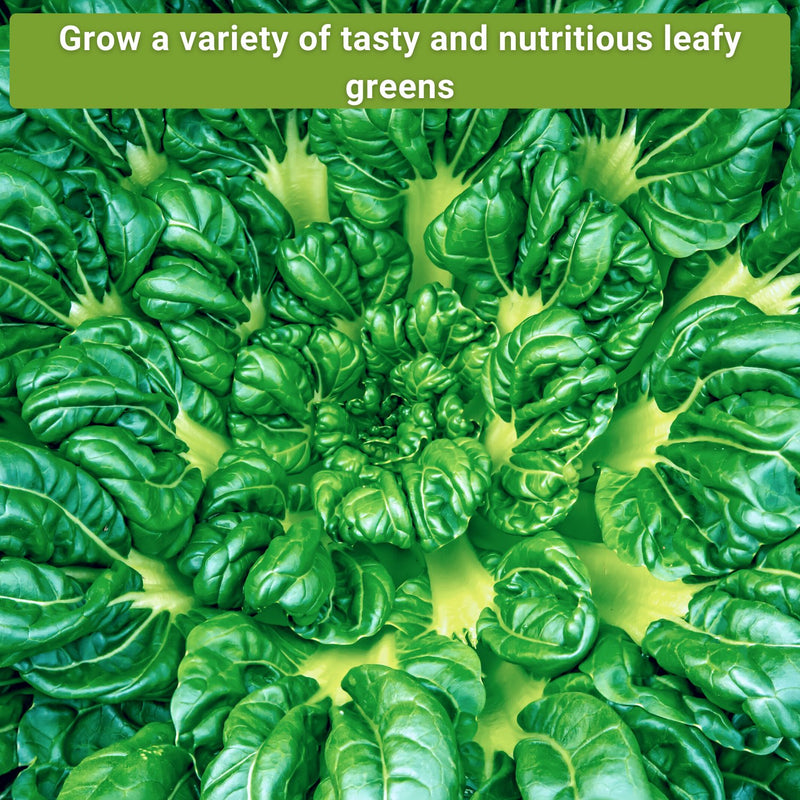 large greens seed collections grow a variety of tasty and nutritious leafy greens