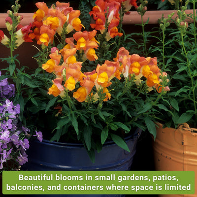 dwarf flower seed collection beautiful blooms in small gardens patios balconies and containers where space is limited