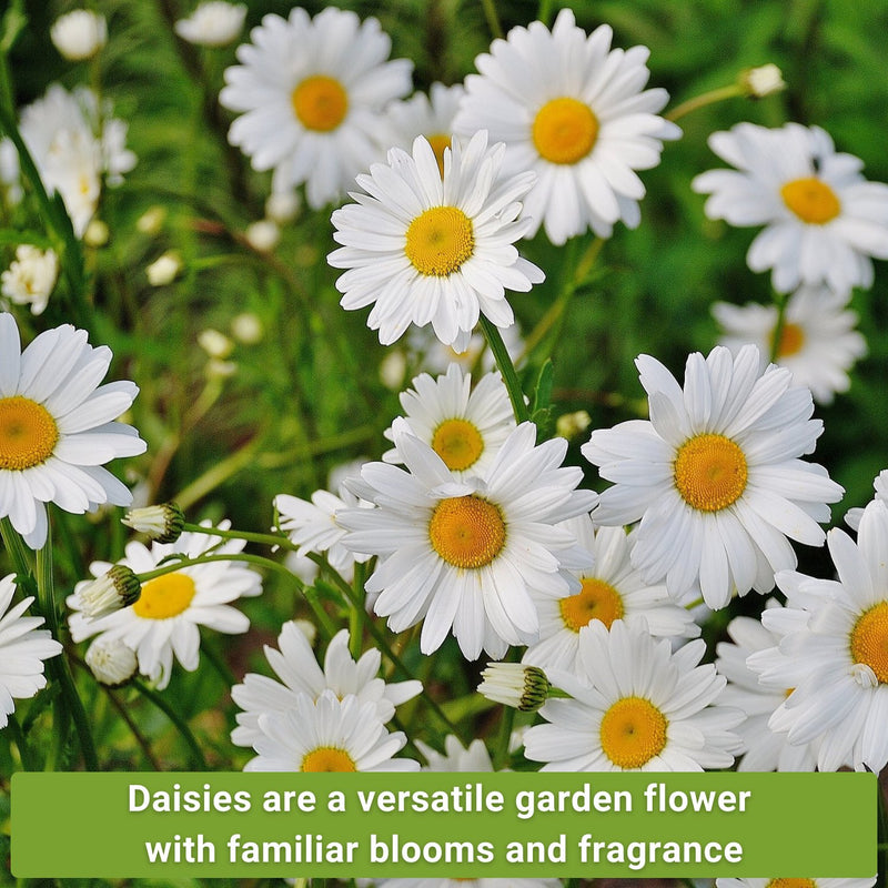 daisies are a versatile garden flower with familiar blooms and fragrance daisy seed collection