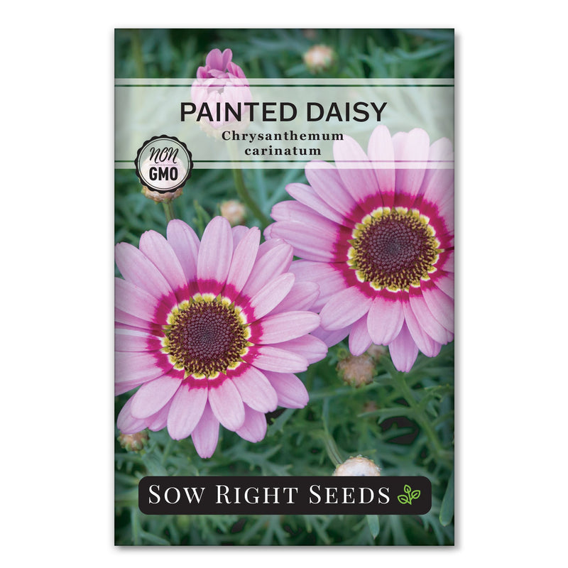 painted daisy seed packet