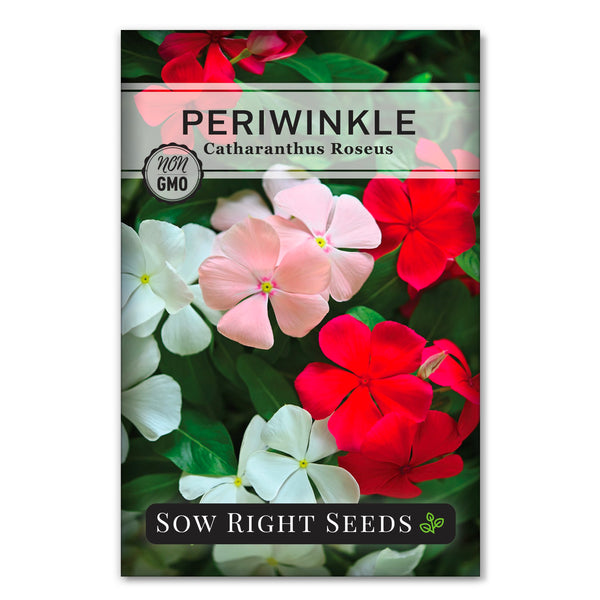 Periwinkle Flower Seeds | Low-Growing Floral Favorite  Sow Right Seeds