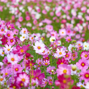 Flowers category homepage image showing a field of cosmos blooms