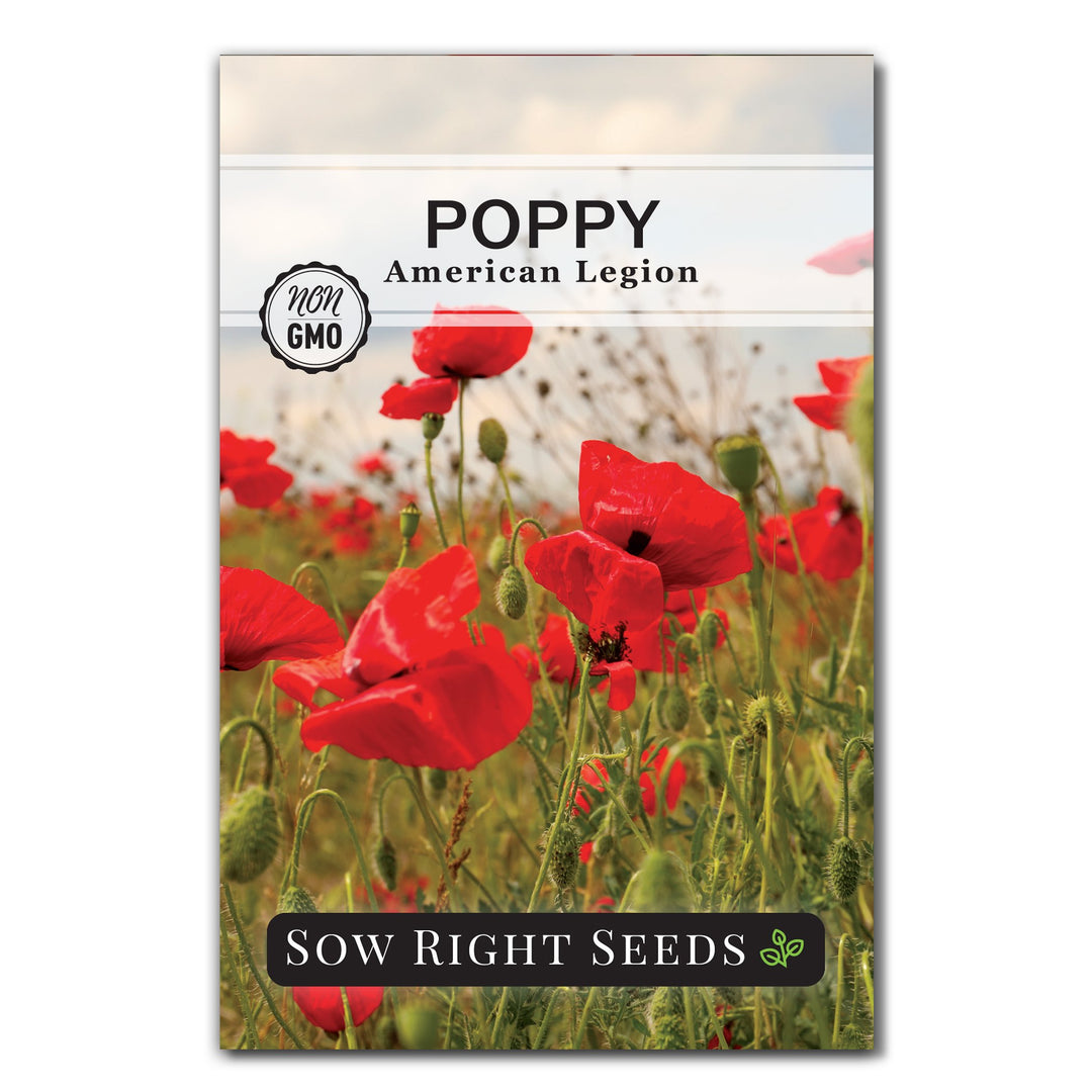 American Legion Poppy Seeds | A Stunning Flower to Honor Veterans