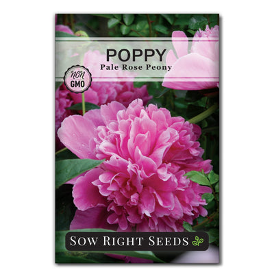 pale rose peony poppy seed packet flowers sow right seeds