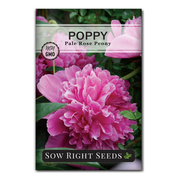 peony plant seeds Pale Rose Peony Poppy Seeds