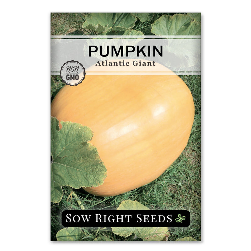 Atlantic giant pumpkin seeds - General Gardening - Growing Fruit How to grow atlantic giant pumpkin
