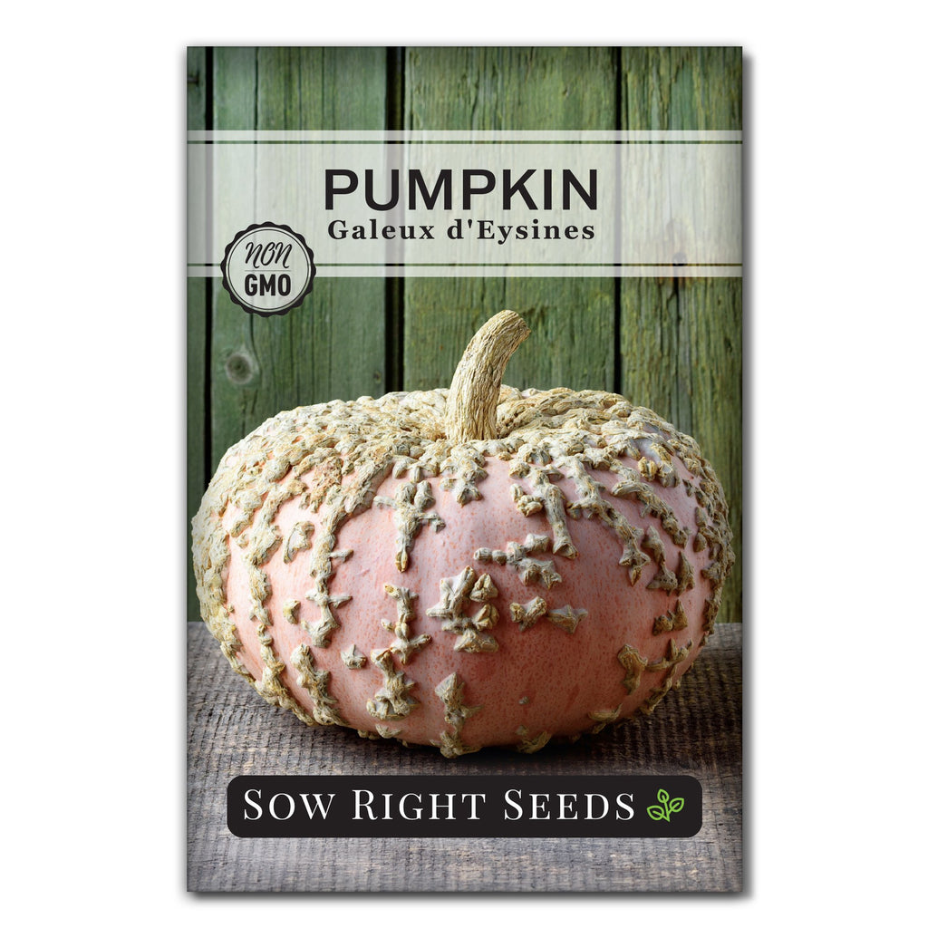 PumpkinGaleuxd_eysinesFront_10