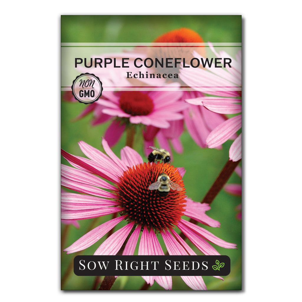 echinacea purpurea from seed Echinacea Seeds