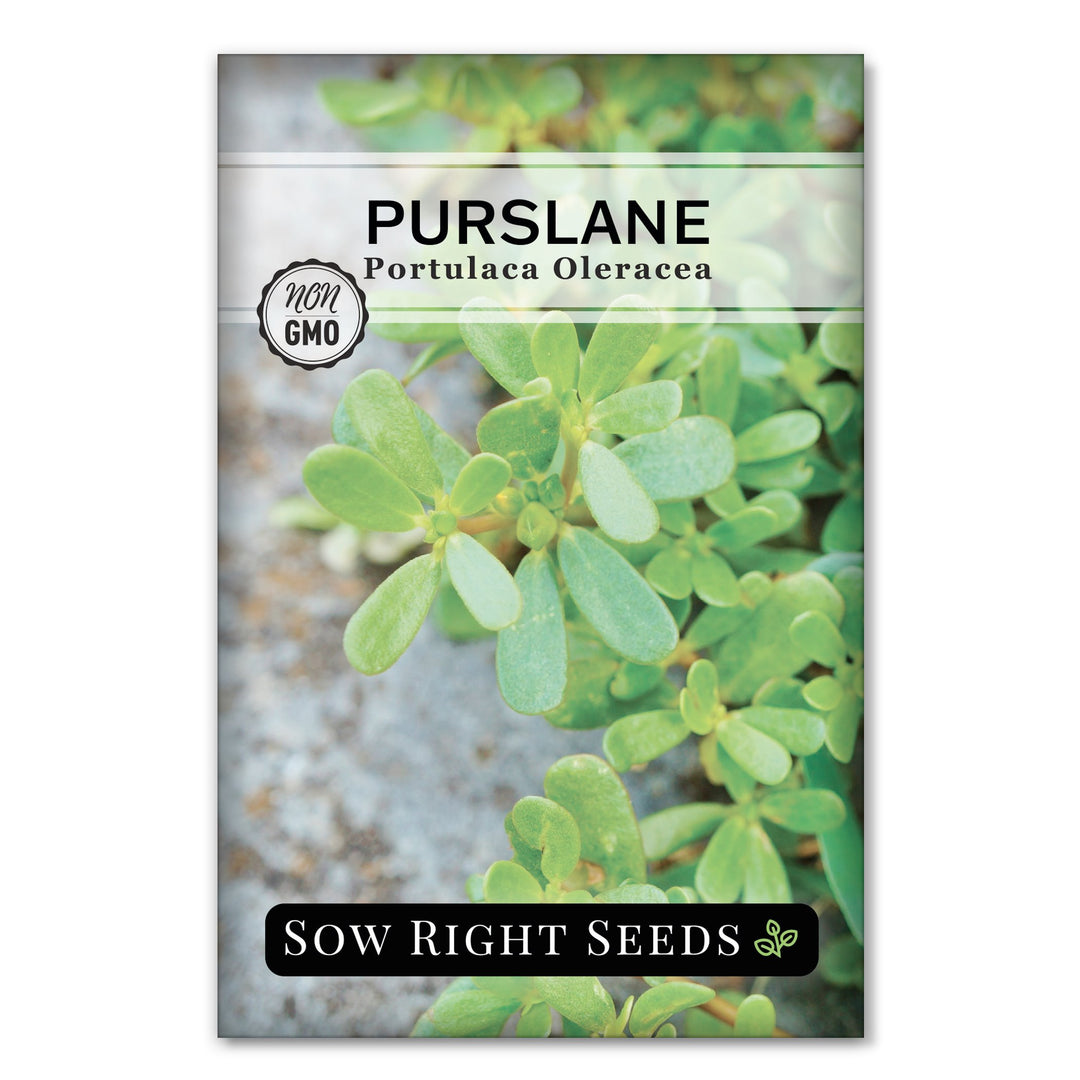 purslane flower seeds Purslane – Sow Right Seeds