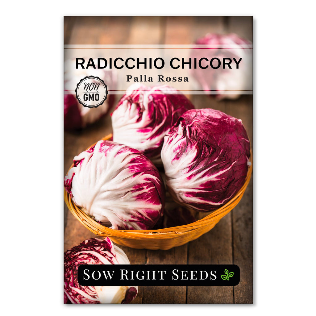 Winterharter Radicchio Zichorie Grumolo Rosso - Chicory Radicchio 100+  Samen - Saatgut Fr Hausgarten