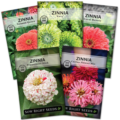 rare zinnia seed collection salmon queen envy coral beauty peppermint stick cactus flower mix flowers sow right seeds