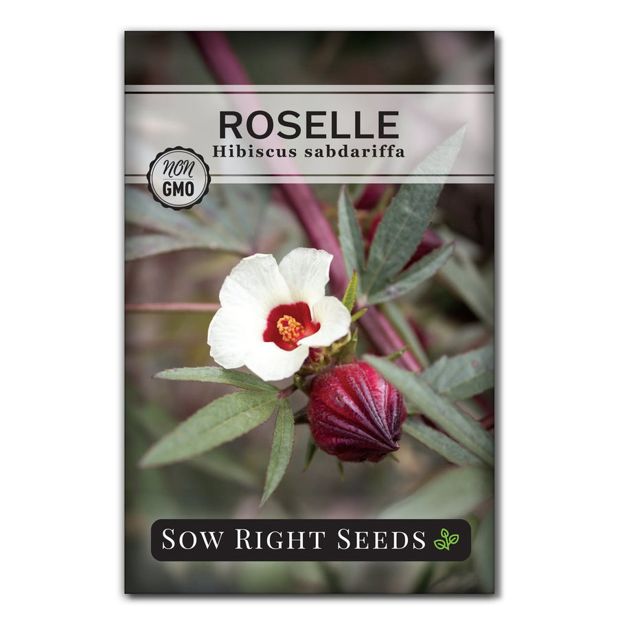 Growing Hibiscus/Roselle in Phoenix — Write On Rubee, image size:900x900