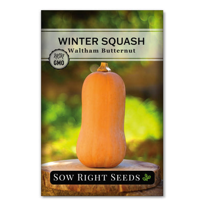 productive long-keeper vegetable waltham butternut winter squash seeds for sale