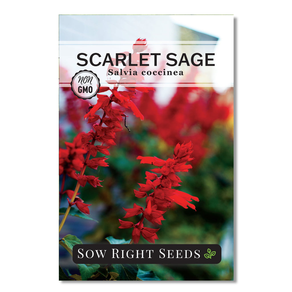 Scarlet Sage Seeds | Red Ornamental Herb – Sow Right Seeds