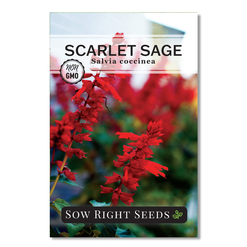 Scarlet Sage Seeds
