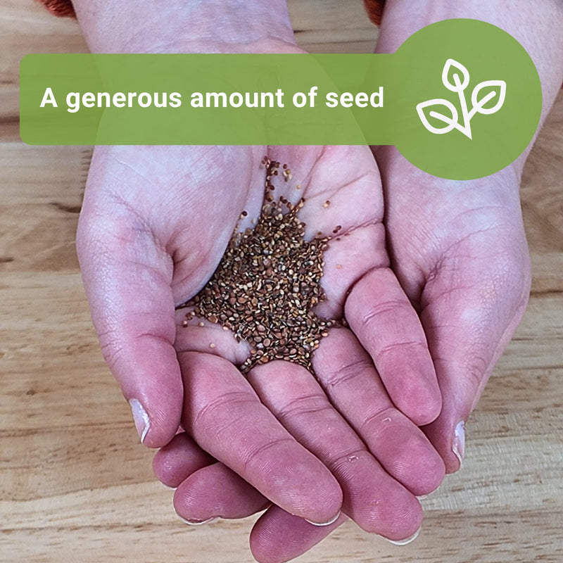 Bulk Sweet Alyssum Mixed 2.5 Grams Seeds