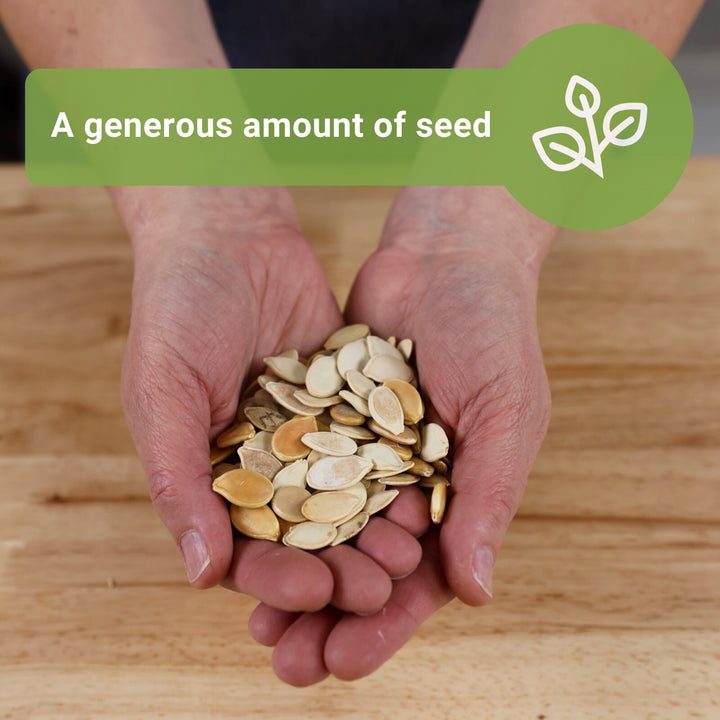 Bulk Pumpkin Seeds for Planting