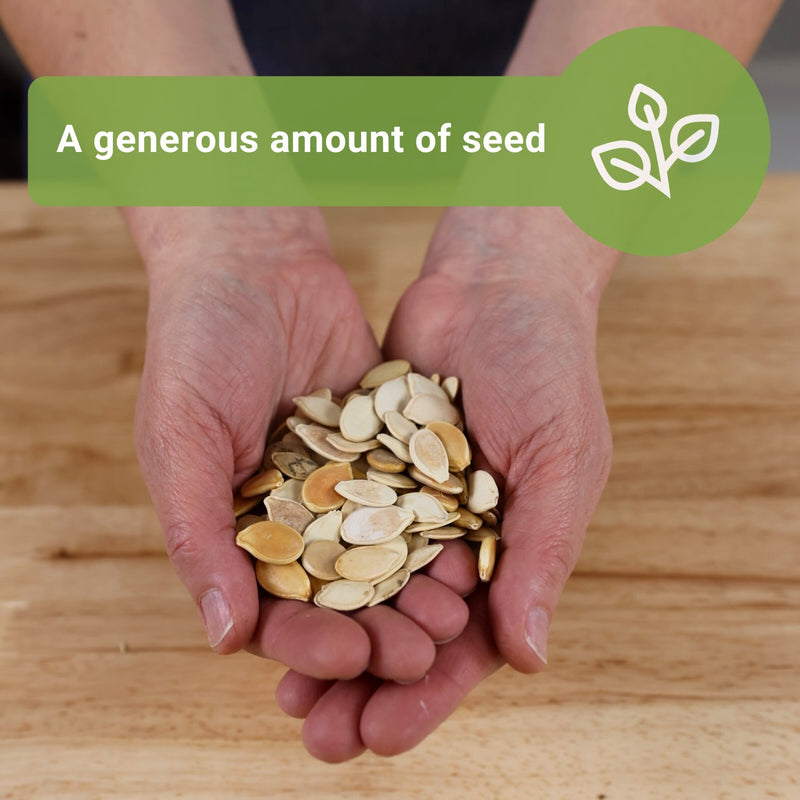 pumpkin mix bulk jumbo seeds a generous amount of seed