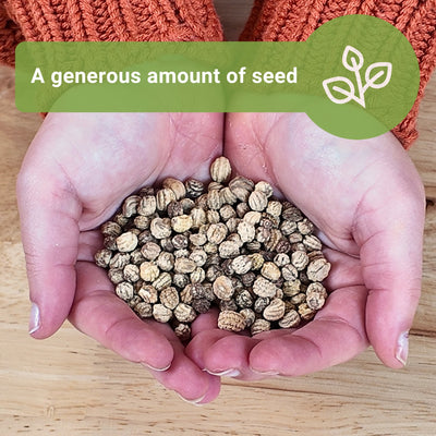 Bulk Nasturtium Jewel Mix 1 Ounce Seeds