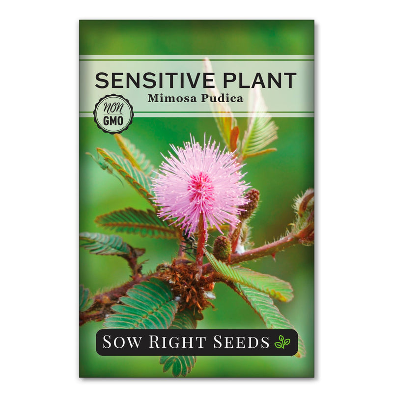 sensitive plant seed pods Sensitive Plant Seeds
