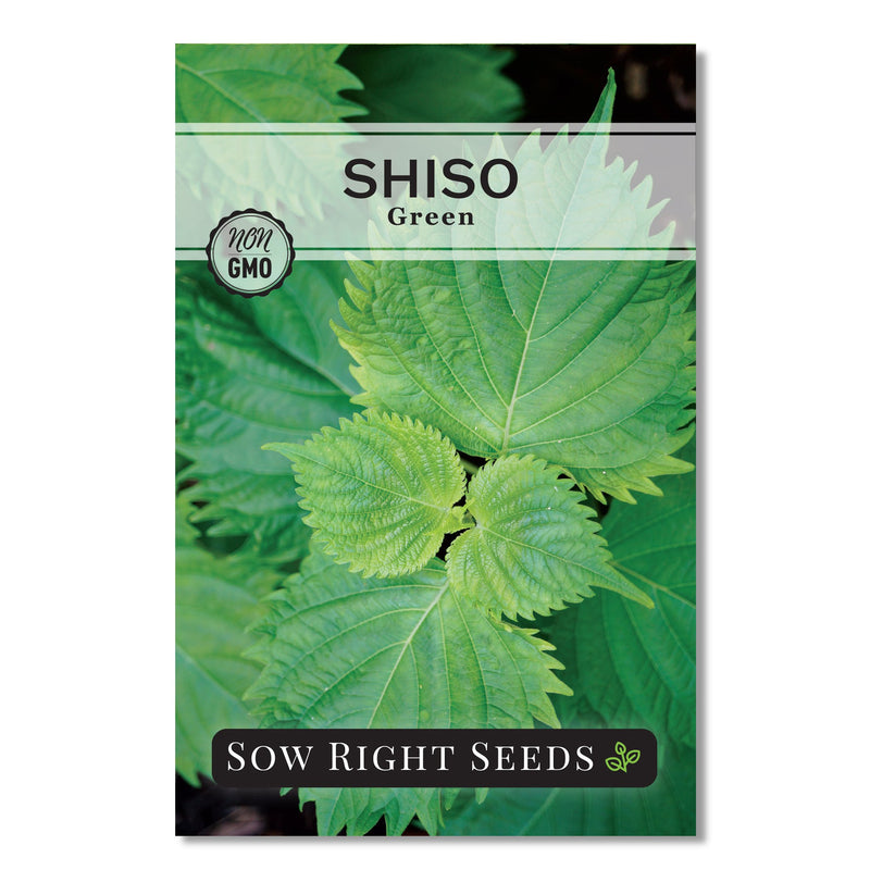 Green Shiso Seeds